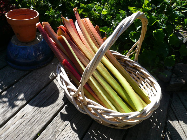 rhubarb